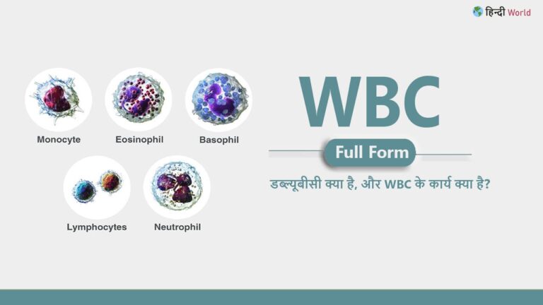 WBC Full Form in Hindi